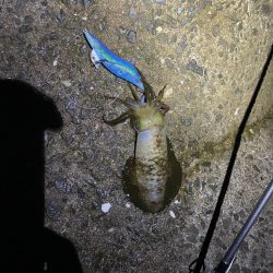 太刀魚のバカ…