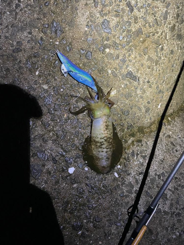 太刀魚のバカ…