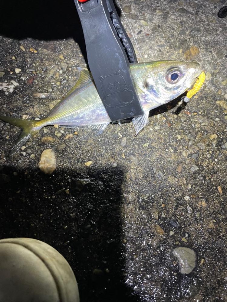 ナイトアジング