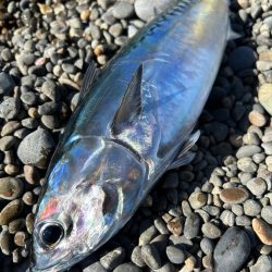 まさかのヤイト