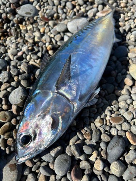 まさかのヤイト