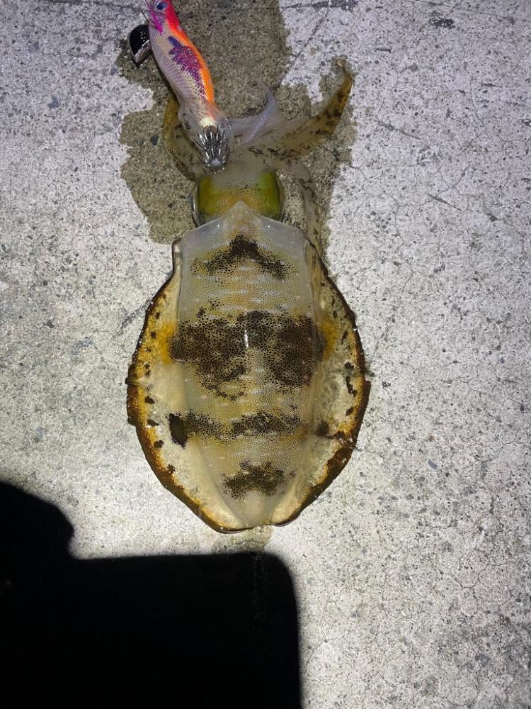 2023 佐渡ヶ島エギング 52回目【11月11日】