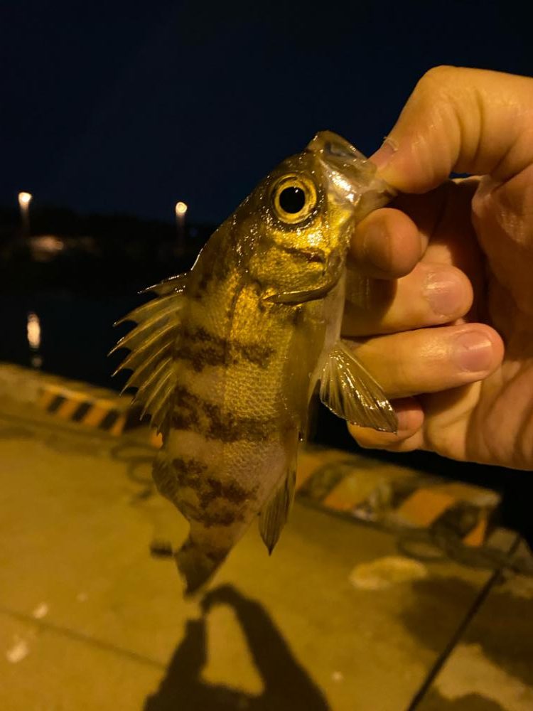 メバリング&ライトゲーム