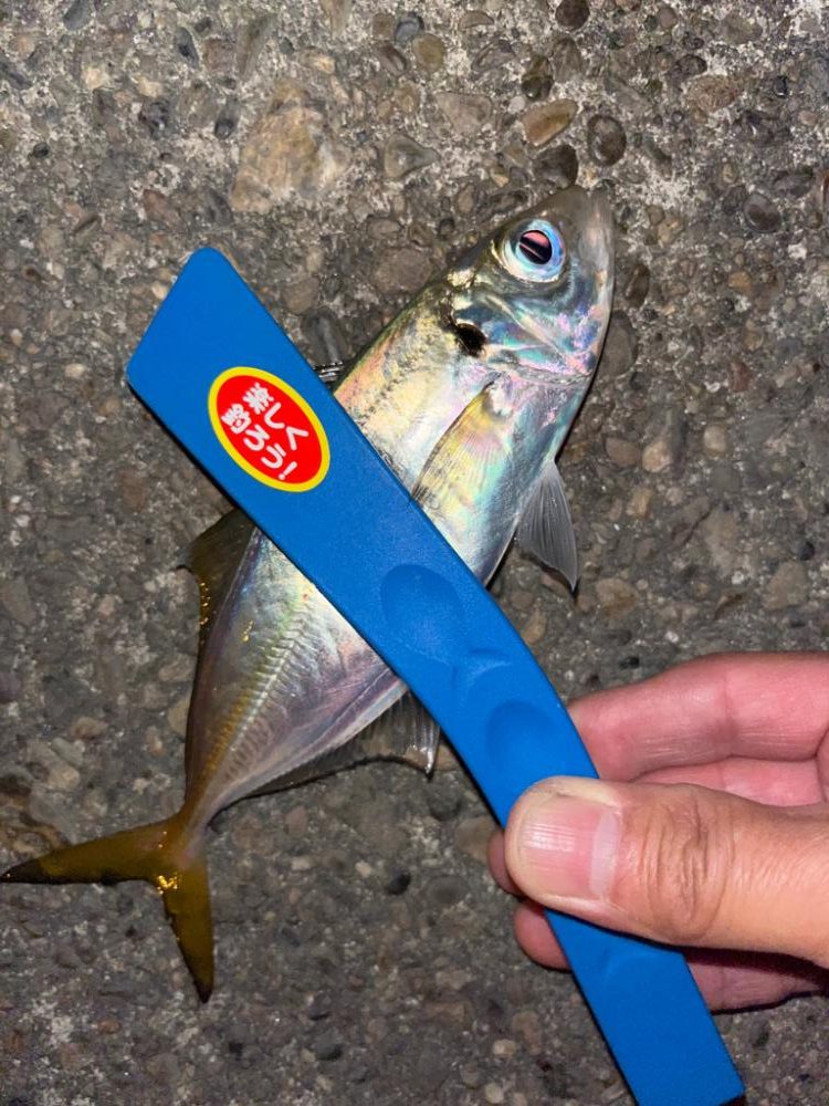 中アジ求めて‥