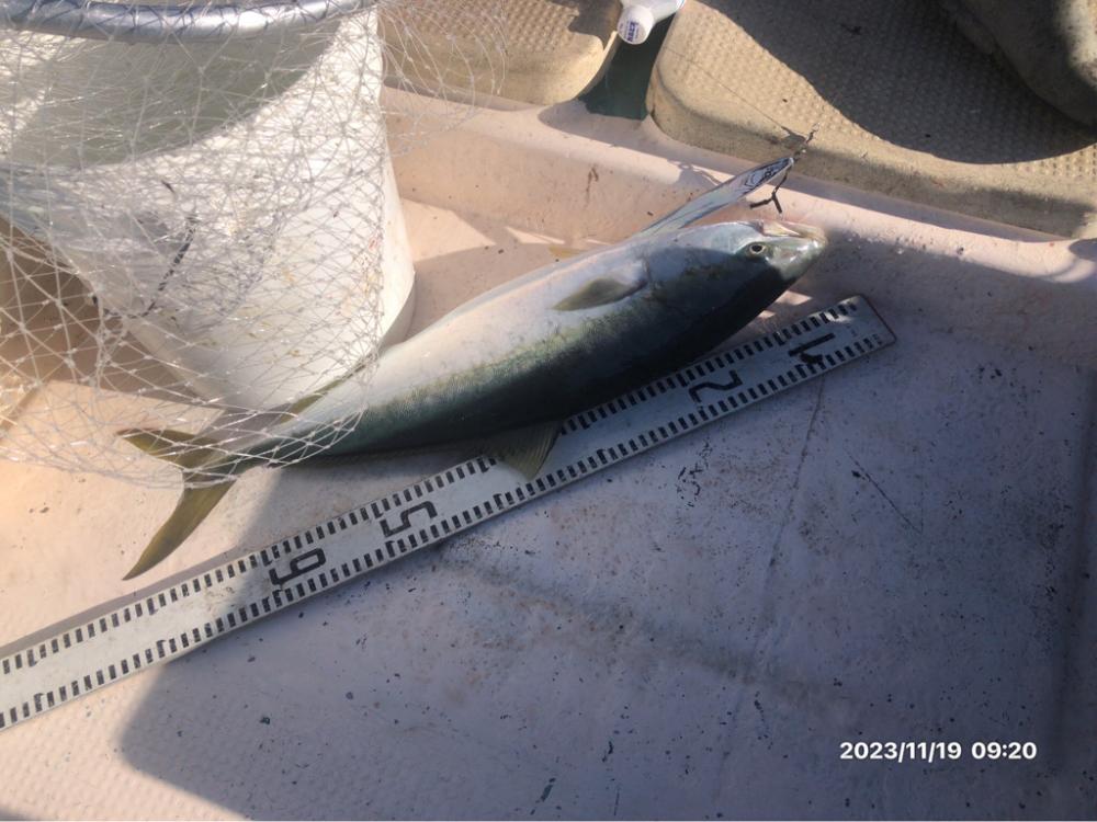 11/19 伊島沖ジギング