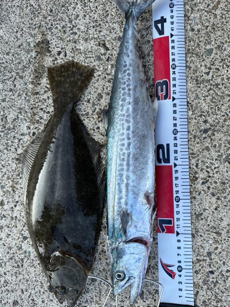 昨日のポイントで