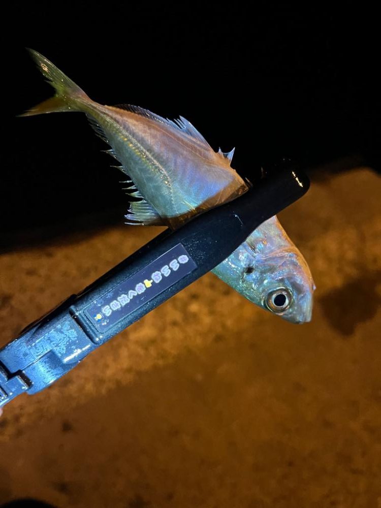 仕事前の30分アジング🐟