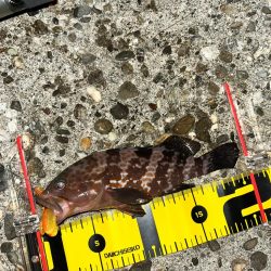 2ヶ月ぶり　アコウ