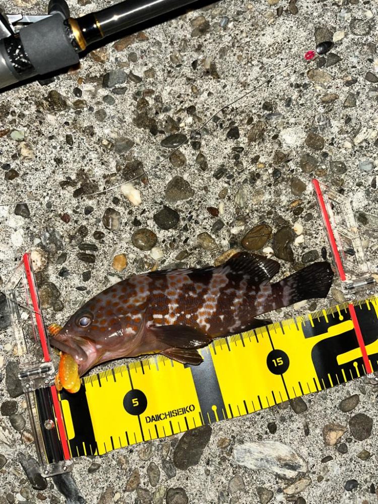 2ヶ月ぶり　アコウ