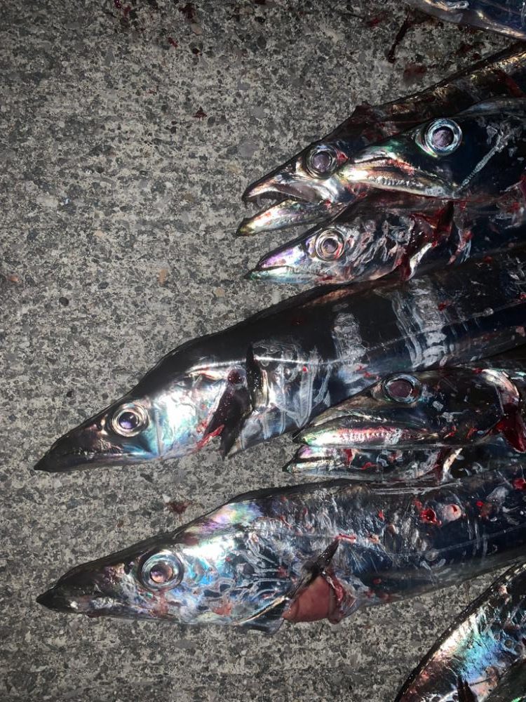 タチウオ、復活!