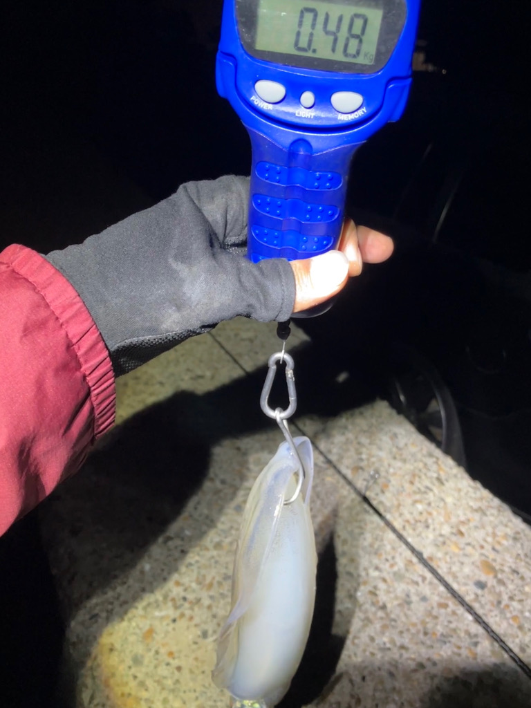 ナイトエギング 潮が動けばアオリ🦑釣れる(^.^)