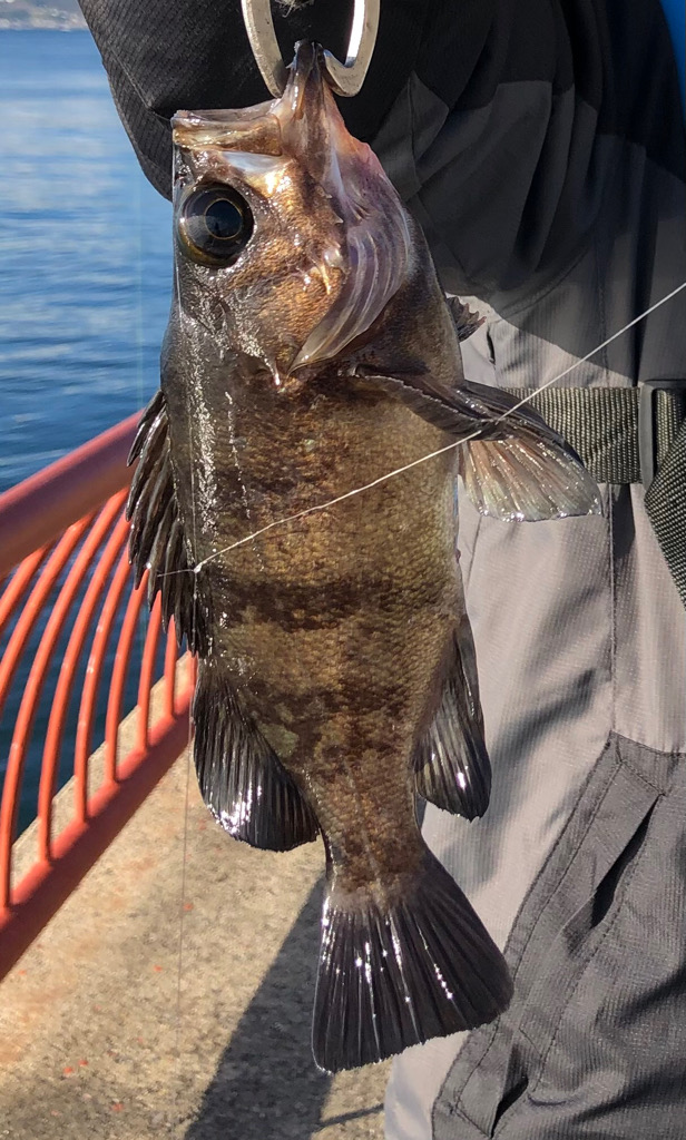 暖かい日差しでは魚も元気