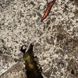 夕まずめエギング