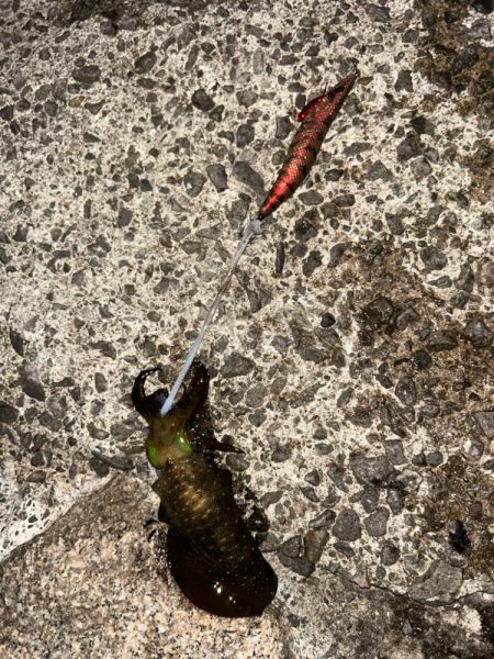 夕まずめエギング