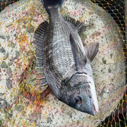 まさかの魚登場!!