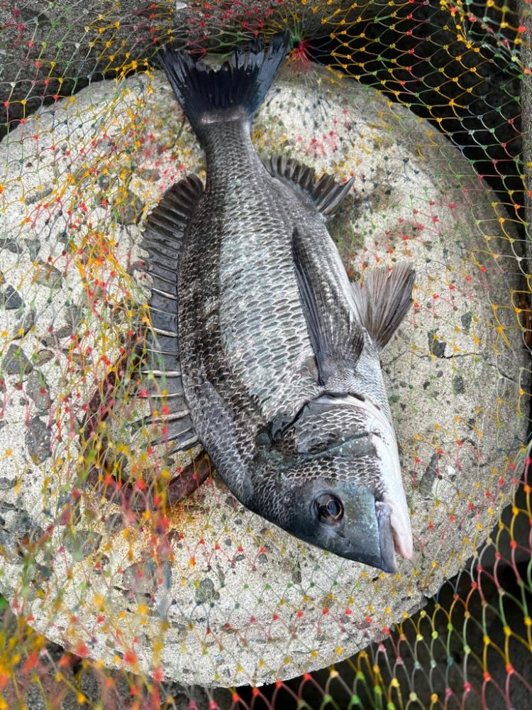 まさかの魚登場!!