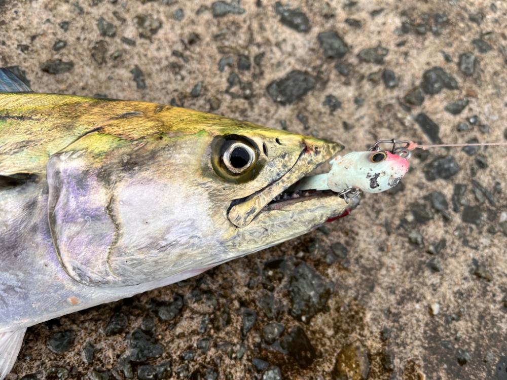 マイクロベイトパターン攻略できず