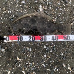 サーフでフラット狙い