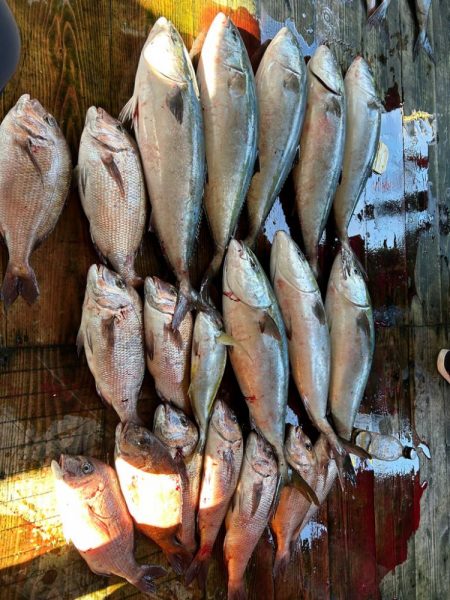 あなたに逢い鯛釣り堀