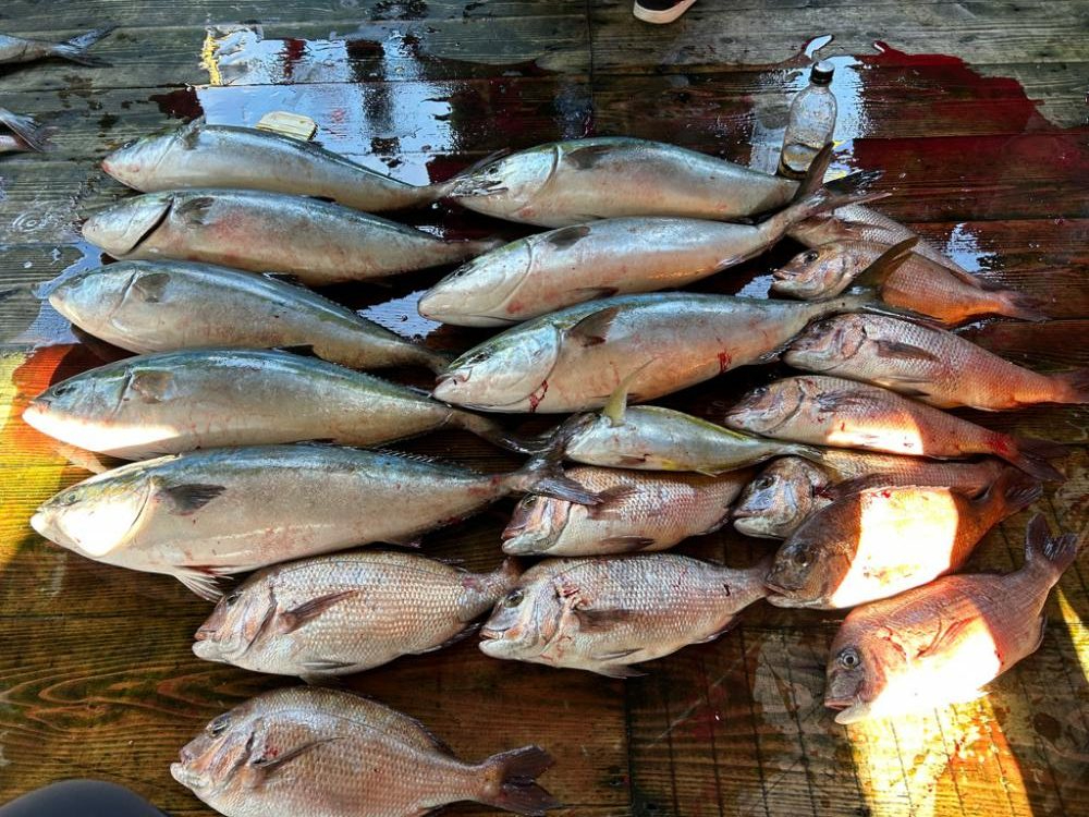 あなたに逢い鯛釣り堀
