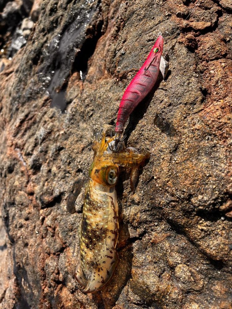 やはりデイゲーム