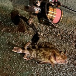 ガシラ狙いに変更