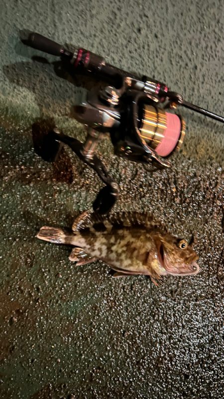 ガシラ狙いに変更