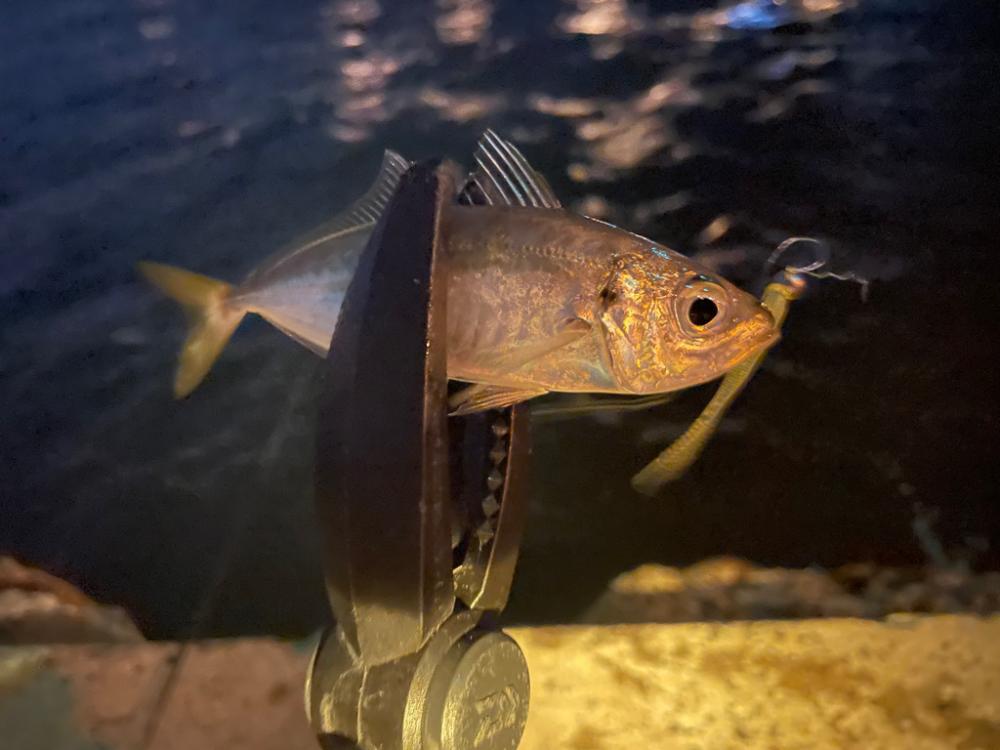 爆風アジング釣行！