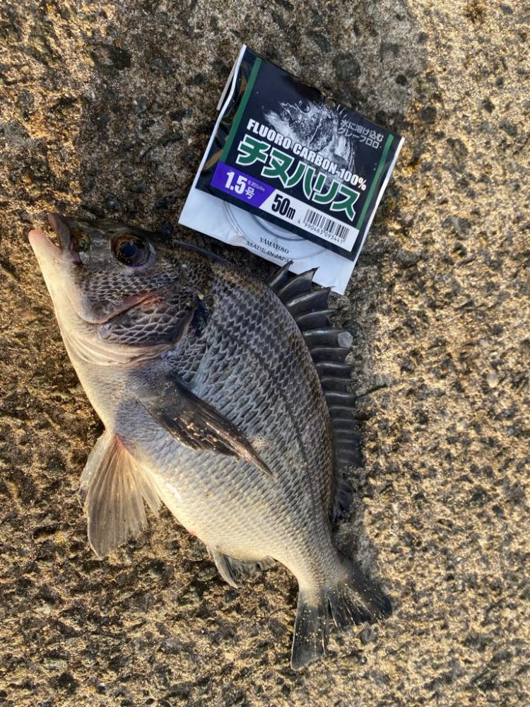 久しぶりの良い天気の釣り日和