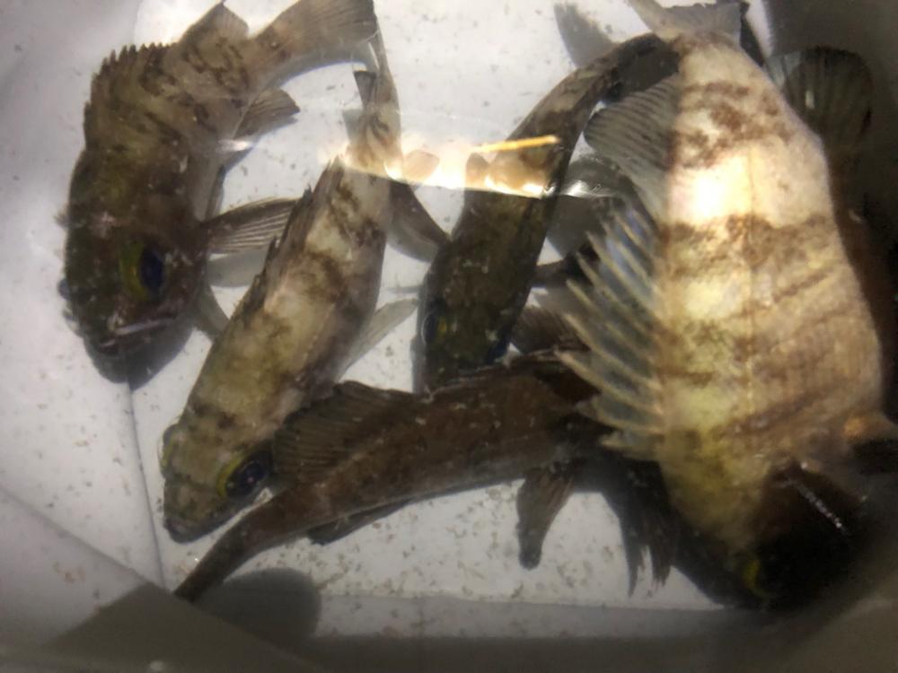 メバルシーズン到来