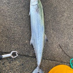 アジ、サゴシ、爆回