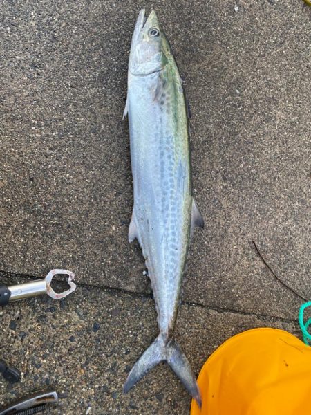 アジ、サゴシ、爆回