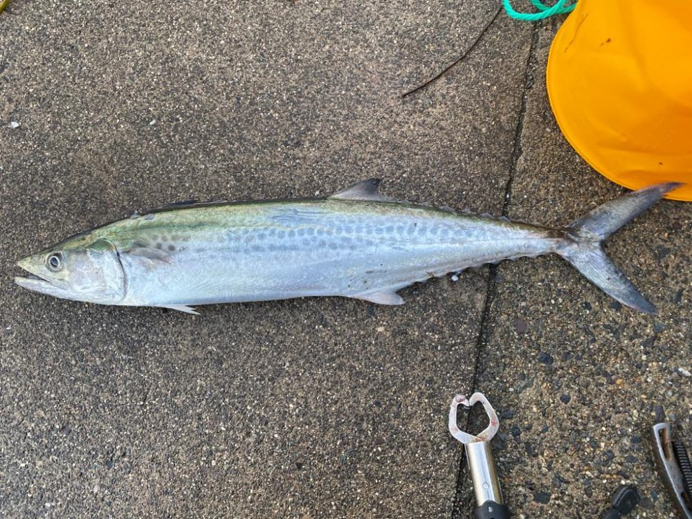 アジ、サゴシ、爆回