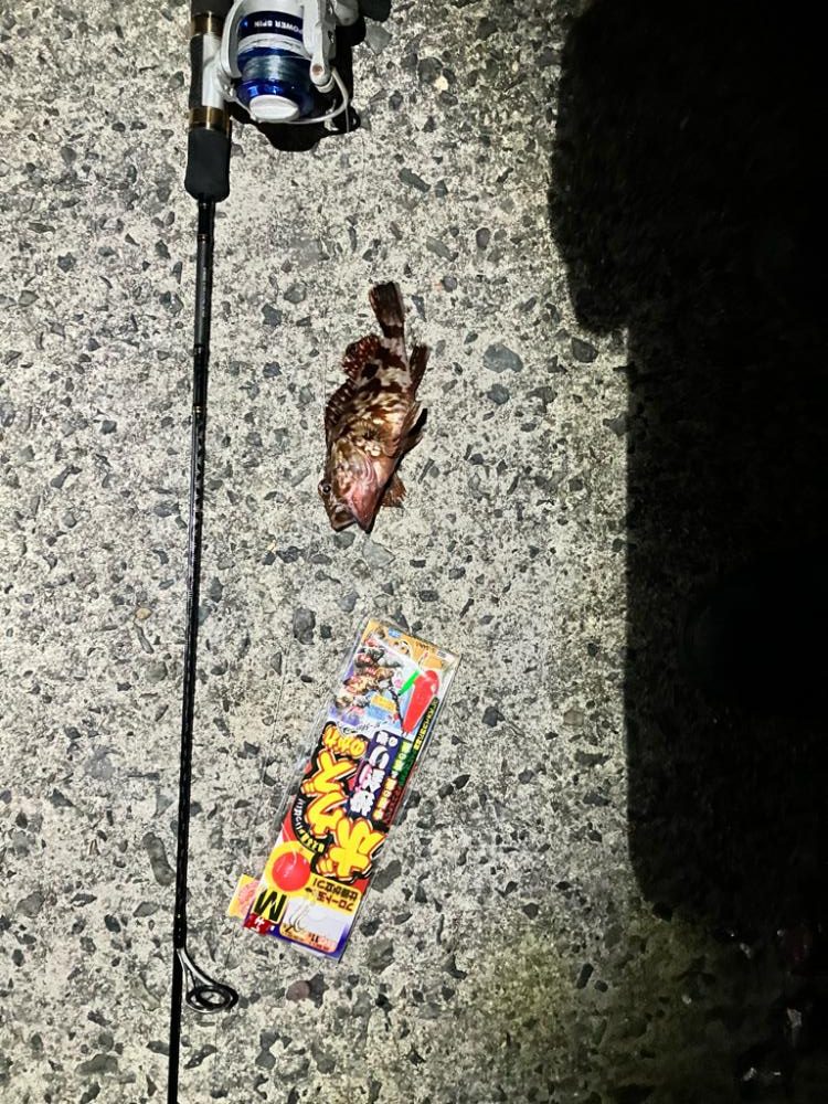 ボウズ逃れ➕イソメ🟰ガシラ