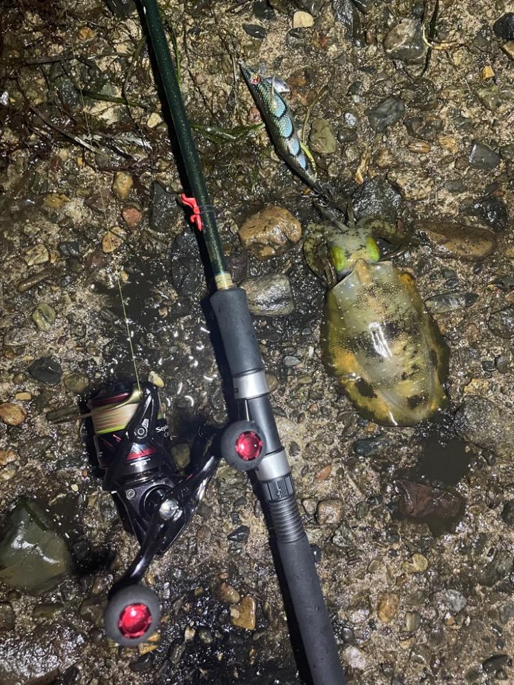 日本海遠征 エギング