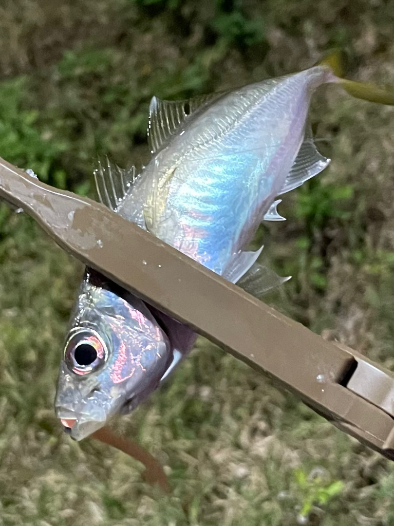 ジグ単de~アジング♪大潮のド干潮エグい