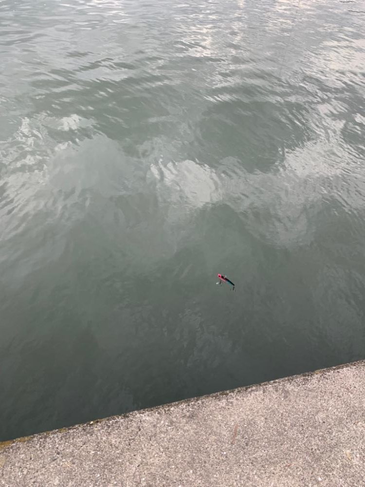 朝マヅメキビレ