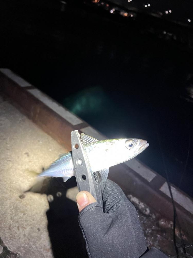 爆風アジング!!!