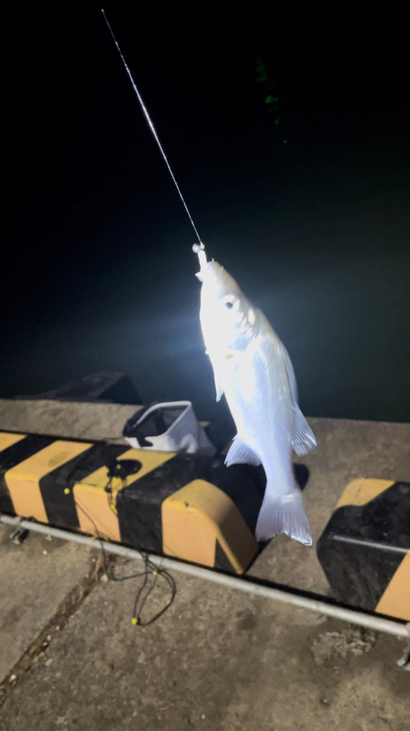 ライトゲーム短時間釣行!