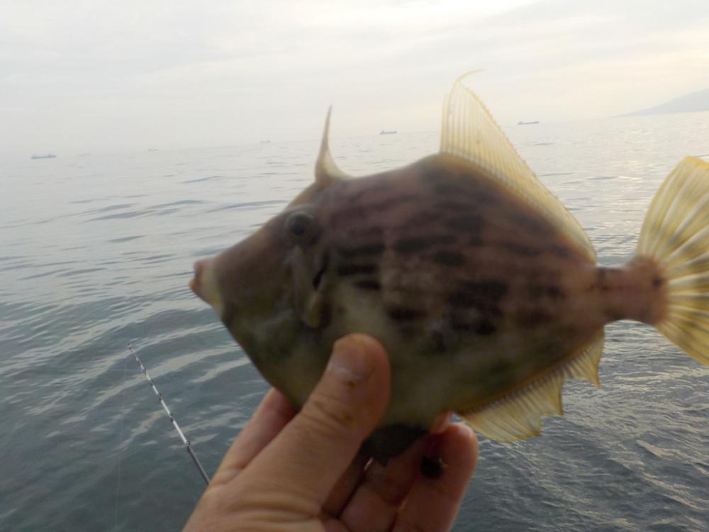 カワハギ第2 戦〜大雄丸〜