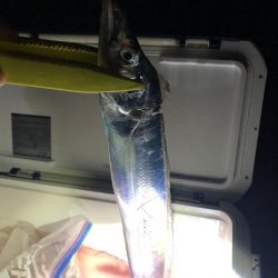 デカ太刀しかおらん