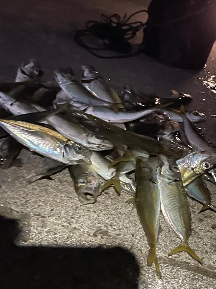 エギングと遠投サビキ１日目