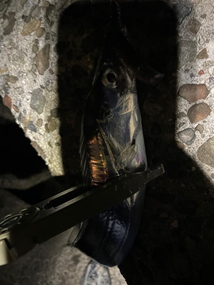 まだまだタチウオ