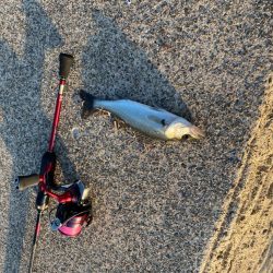 超短時間ライトゲーム・初場所