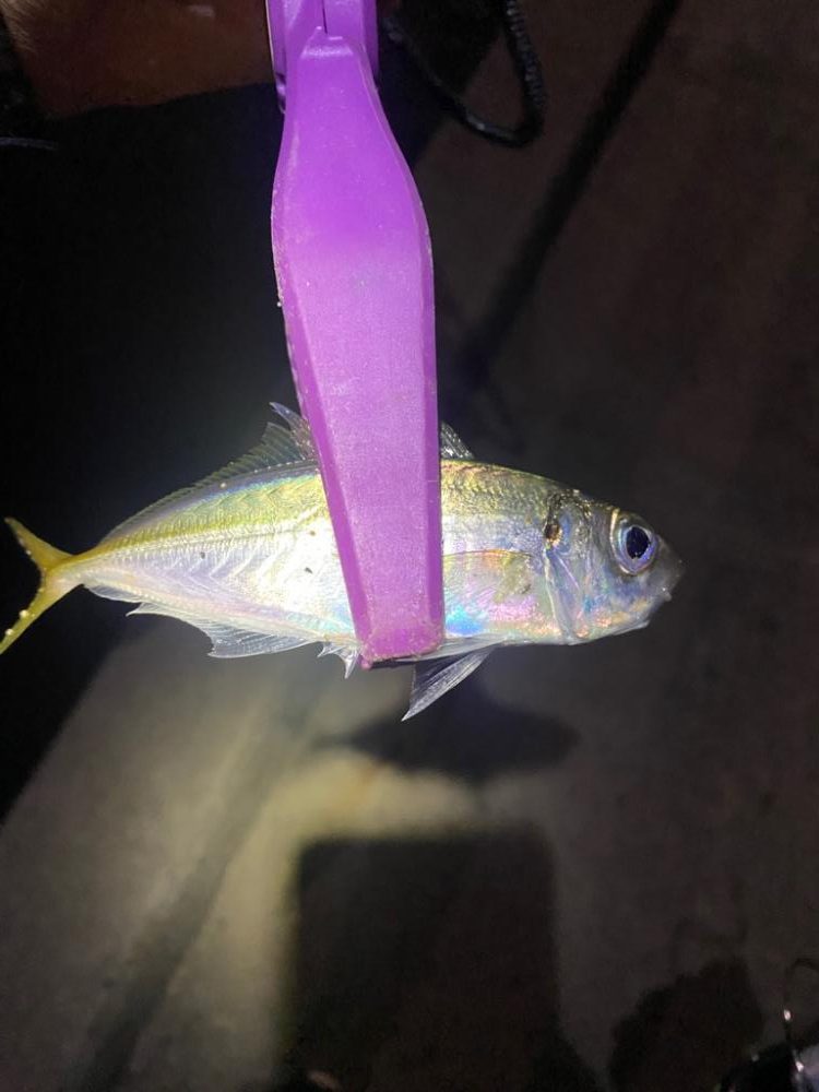 大阪湾奥アジング