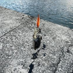 周防大島二日目