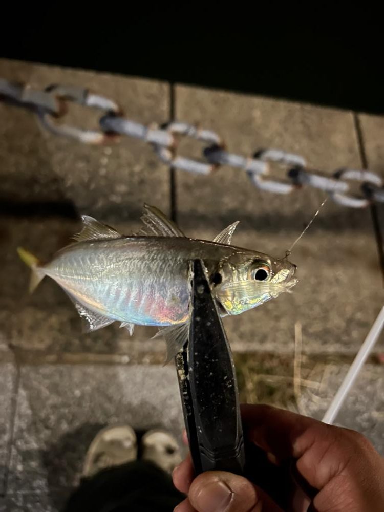 海釣り公園にて大物が