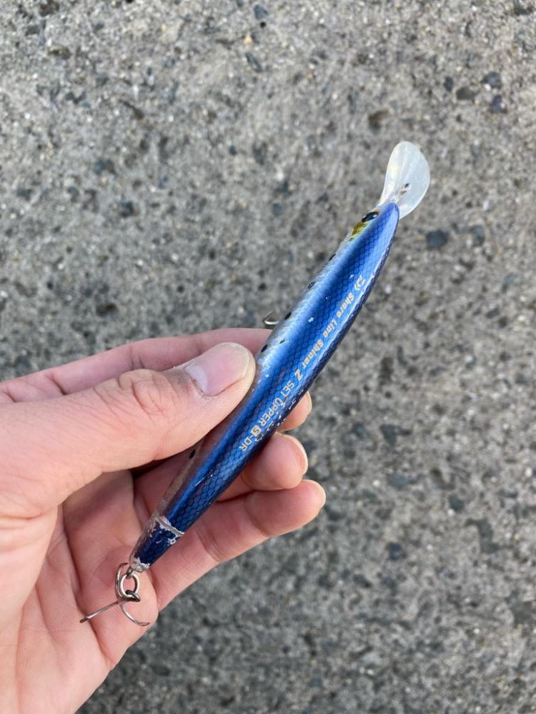 ルアー　ハマチ