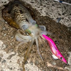 ナイトエギング🦑