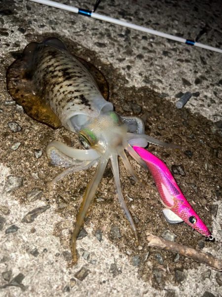 ナイトエギング🦑